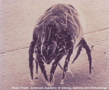 House Dust Mite